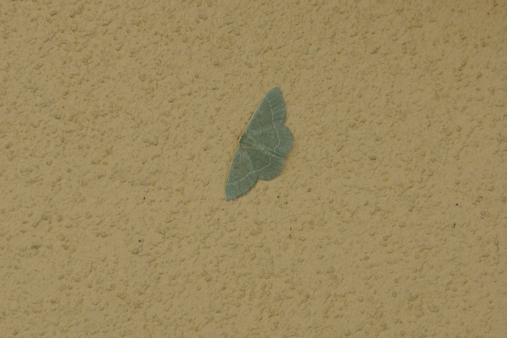 Geometridae: Phaiogramma etruscaria